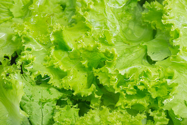 istock Lettuce immersed in water for cleaning 595110940