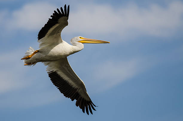 istock White American White Pelican Flying in a Blue Sky 595112768