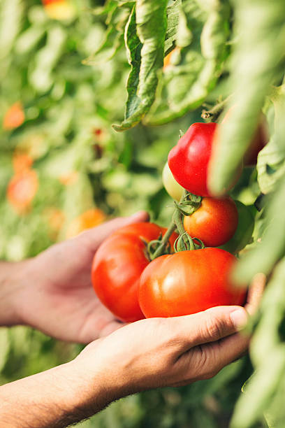 istock Close up of farmer hands holding tomato 595112796