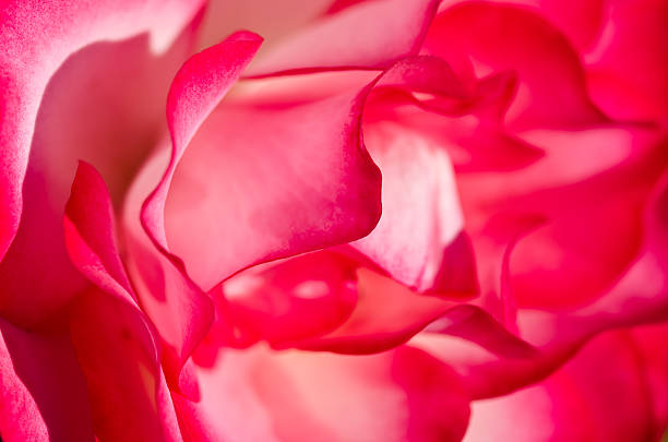 Nature Abstract: Lost in the Gentle Folds of Delicate Rose - foto stock