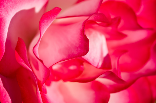 Nature Abstract: Lost in the Gentle Folds of the Delicate Rose