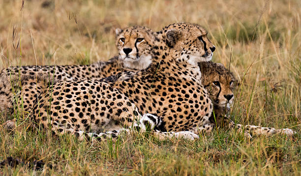 istock Cheetah Family 595114712