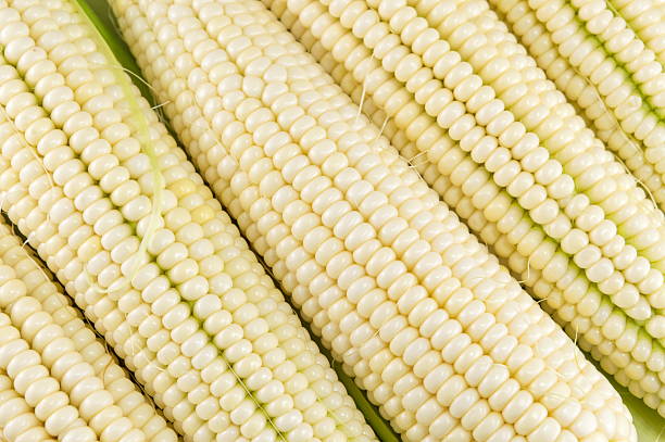 свежие собраны кукурузные початки подряд - agriculture close up corn corn on the cob стоковые фото и изображения