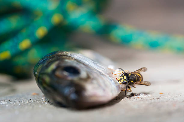 bees eating anchovy