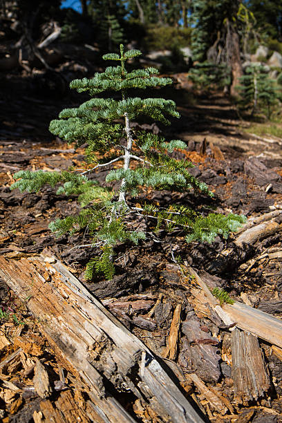 Single conifer evergreen tree in forest stock photo