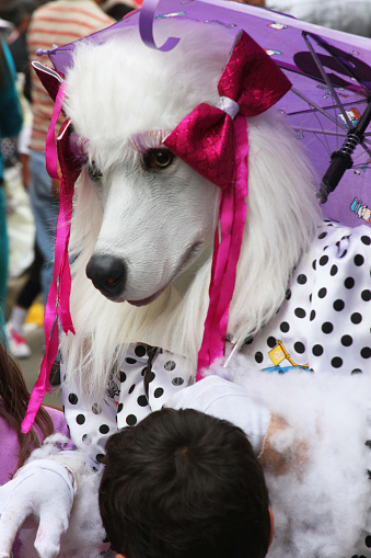 Cajamarca, Peru - February 7, 2016: Close up of person in pretty white poodle dog mask in Carnival in Cajamarca, Peru on February 7, 2016