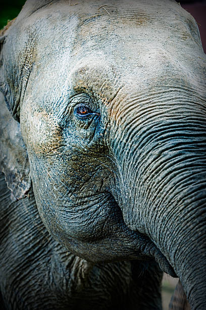 クローズアップアジア象 - animal close up elephant animal eye ストックフォトと画像