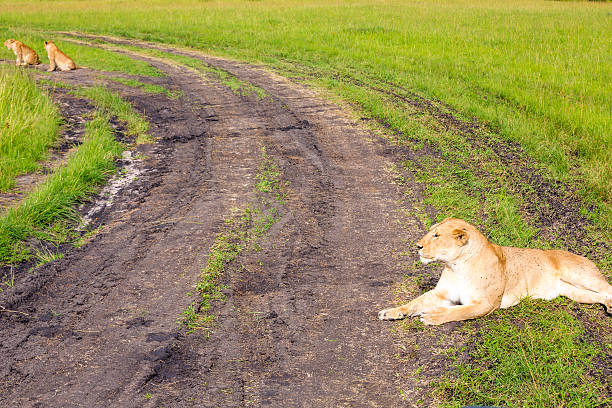 Lioness and lion cubs on dirt road Lioness and cubs at wild and They are resting safari animals lion road scenics stock pictures, royalty-free photos & images