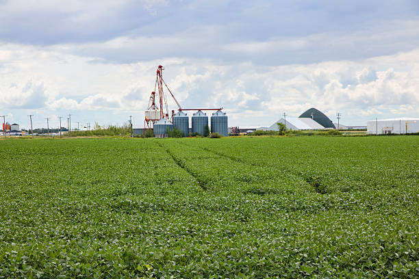 Image of a green soybean crop with a grain handling facility in the background.  Southern Manitoba grows a great deal of Pulse Crops, including soybean.  Image taken south of Winnipeg in southern Manitoba.