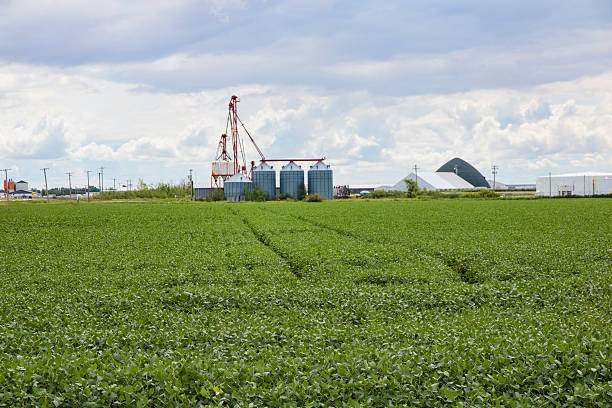 Soybean Crop and Grain Handling Facility on the Prairies stock photo