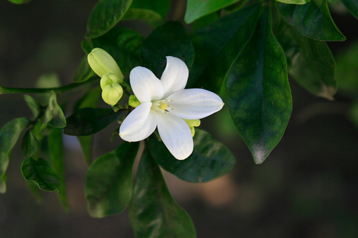 Lemon tree flower