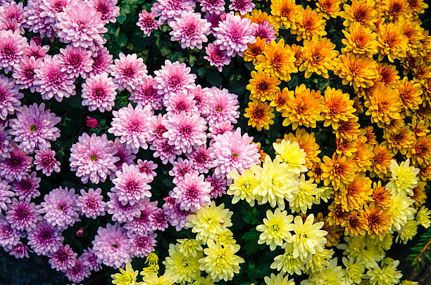 bunte chrysanthemen blume - chrysantheme stock-fotos und bilder