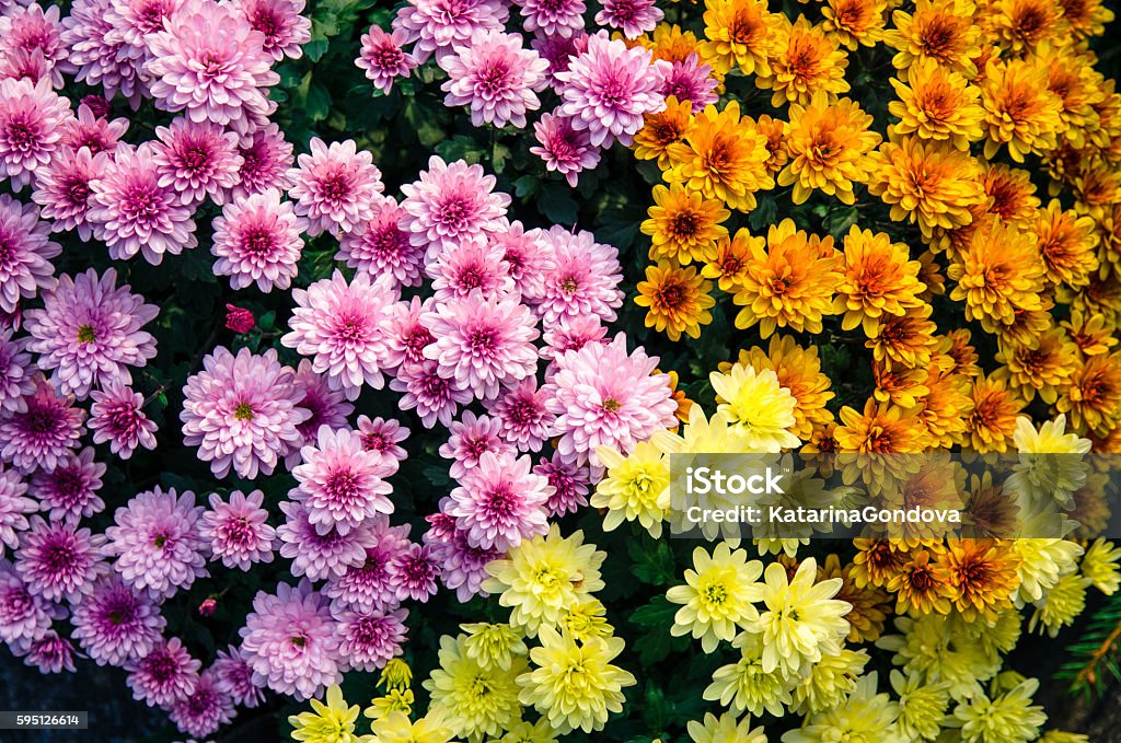 Crisantemo coloridas flores - Foto de stock de Crisantemo libre de derechos