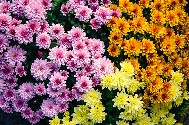 colorful chrysanthemum flower mix of pink, orange and yellow chrysanthemum flowers chrysanthemum photos stock pictures, royalty-free photos & images