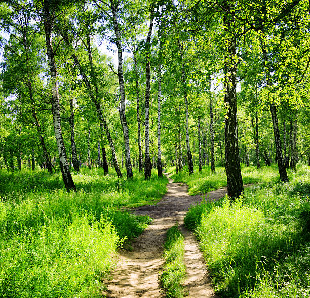 istock Birch forest on a sunny day. Green woods in summer 595129636