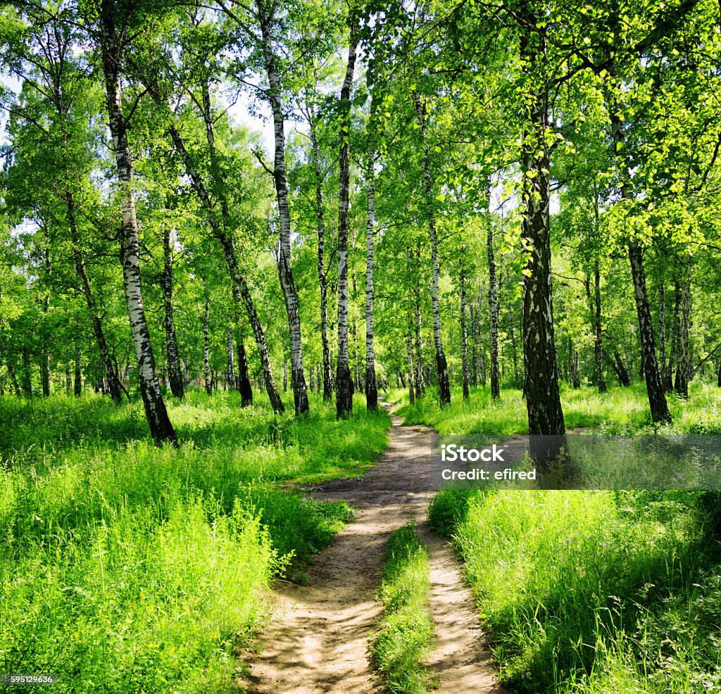 Birch forest on a sunny day. Green woods in summer Birch forest on a sunny day. Green woods in summer. Spring landscape. Birch Tree Stock Photo