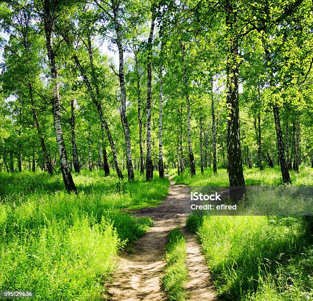 Birch Forest On A Sunny Day Green Woods In Summer Stock Photo - Download Image Now - Birch Tree, Bright, Day