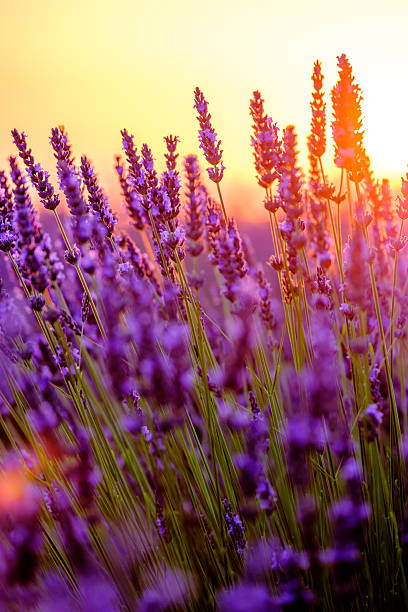 istock Blooming lavender in a field 595130398
