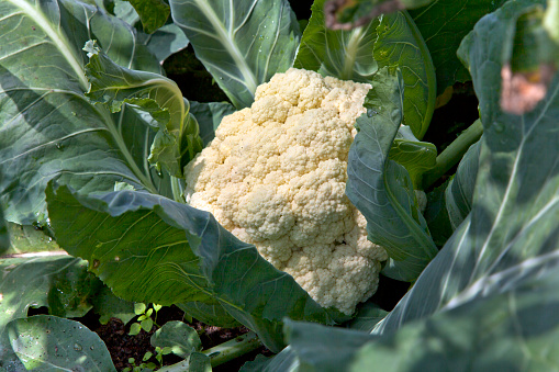 Cauliflower on garden. Selective focus.