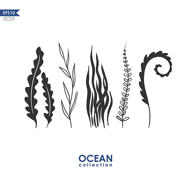 바다 잡초와 물 식물 - seaweed stock illustrations