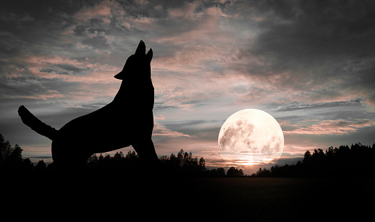 Wolf howling at the Moon Silhouette
