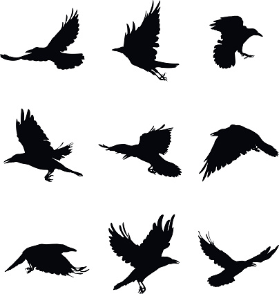 Shapes of 9 flying crows isolated on white background. 