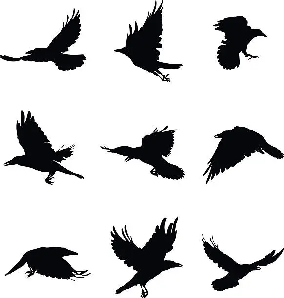 Vector illustration of Shapes of flying crows