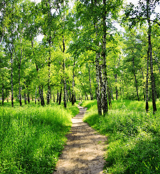 istock Birch forest on a sunny day. Green woods in summer 595132676