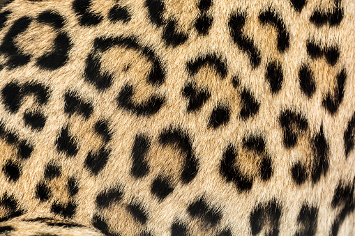 Leopard print - close-up of a leopard body. Characteristic pattern and texture of a fur are clearly visible.