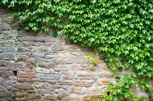 Texture of old brick wall with ivy plant