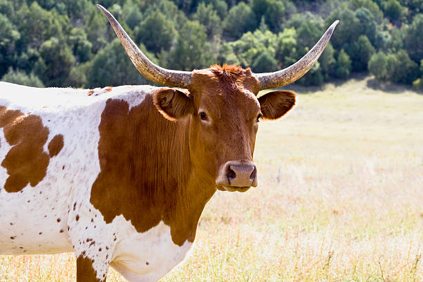 istock Longhorn in Field 595135036