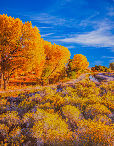 Brilliant Colors Of Autumn Cottonwood Trees Line The Owens Valley At Bishop California