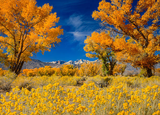 istock Autumn Cottonwoods californian sierra nevada range, Bishop CA 595136020