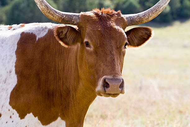 istock Closeup on face of a Texas longhorn 595136276