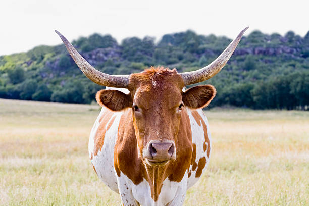 Texas Longhorn in a Field stock photo