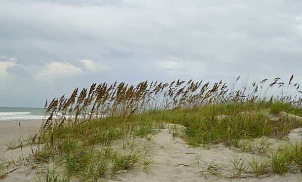 istock Sea oats and grass on a sandy pathway 595138534