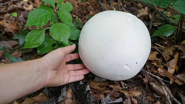 High angle view of a person touching a giant puffball mushroom (Calvatia gigantea) on the leafy forest floor, in South Lyon, Michigan.