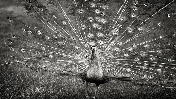 istock Portrait of beautiful peacock 595139092