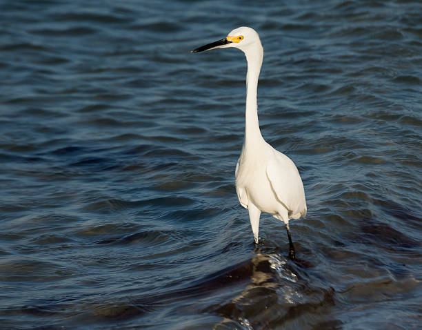 istock Great White Egret Ardea Alba Fort Myers Florida 595140460