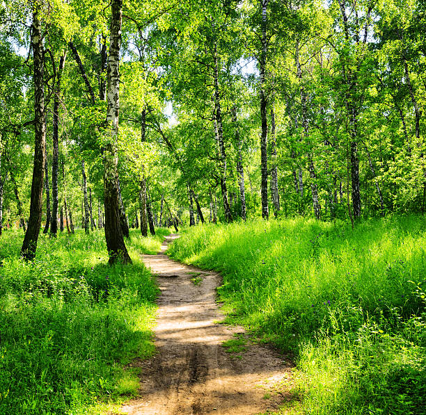 istock Birch forest on a sunny day. Green woods in summer 595142824