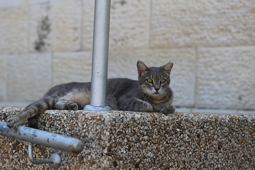 Cute Grey stray cat lay calm on a pebbles wall fence concentrated in something. It seems by its peaceful body language that this is its regular rest place. The tipped ear indicates that the street cat is spayed or neutered.