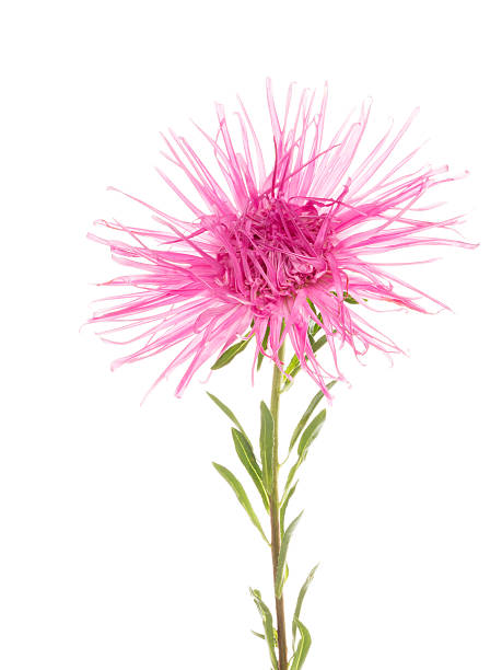 istock Beautiful flower pink atry 595147436