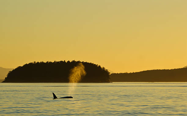 orca pod près des îles san juan et victoria canada - event photos et images de collection