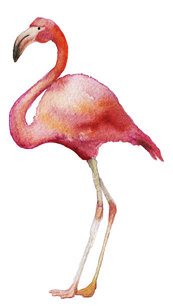istock watercolor sketch of flamingo on white background 595148750