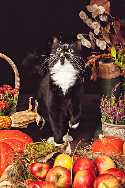 istock Black and white cat among autumn vegetables 595149654