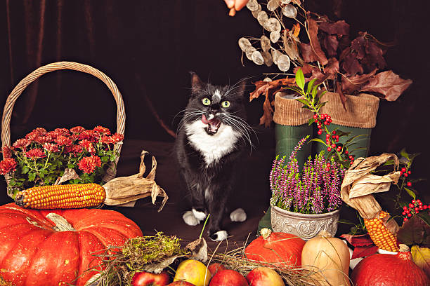 istock Black and white cat with autumn vegetables 595149830