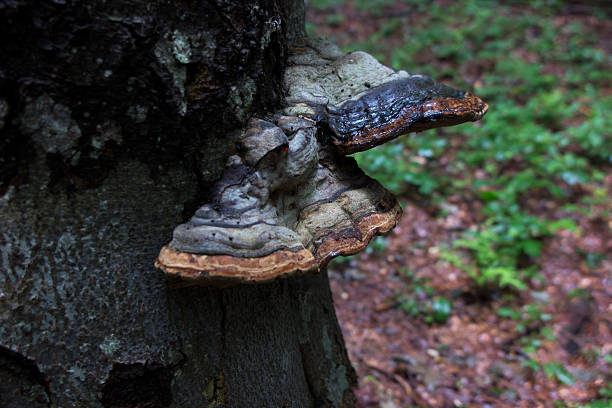 istock Log in the woods with a black polypore mushrooms 595150834