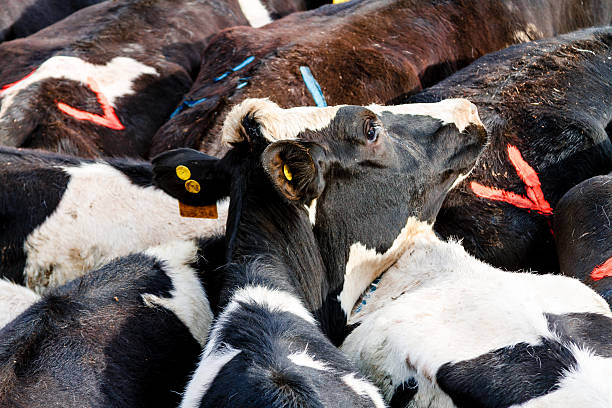 istock Black and white young cows huddled in a pen 595152062