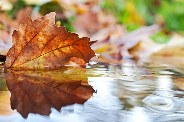istock Colored autumn leaf in the water 595152594