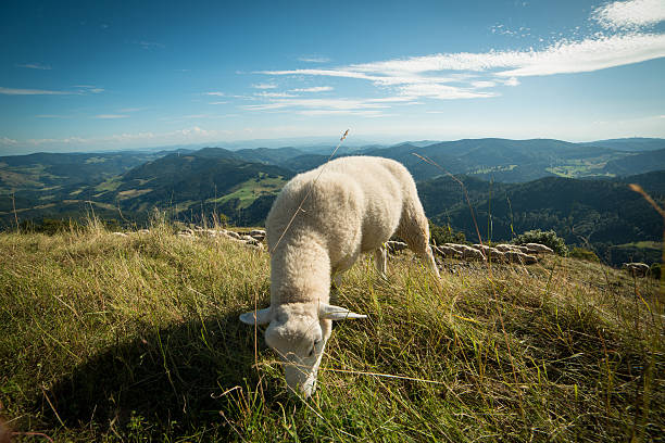 Sheep on mountain stock photo